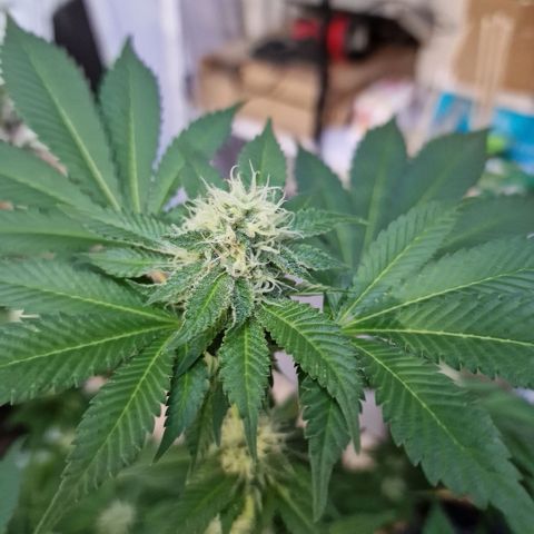 Northern Lights  growlog timeline photo