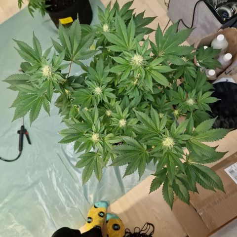 Northern Lights  growlog timeline photo