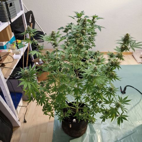 Orange Bud growlog timeline photo