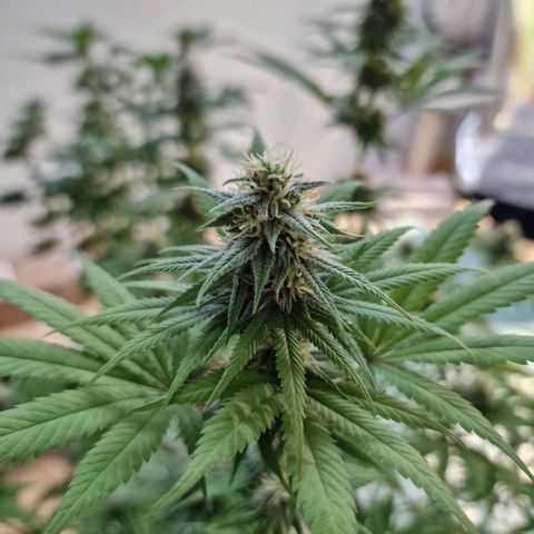 Orange Bud growlog timeline photo