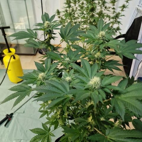 Northern Lights  growlog timeline photo