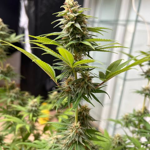 Orange Bud growlog timeline photo