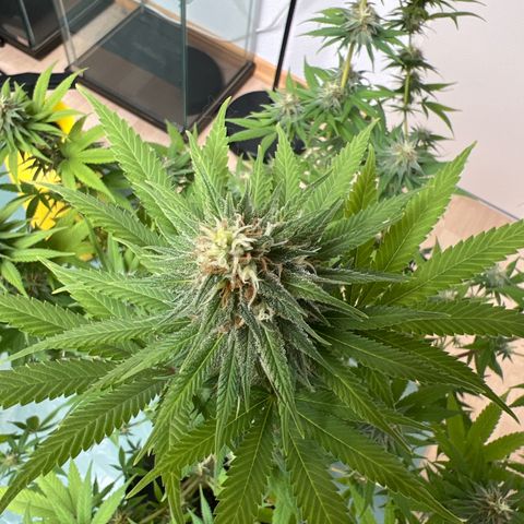 Orange Bud growlog timeline photo