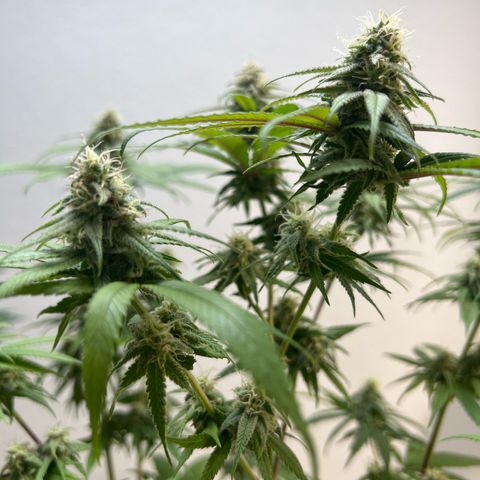 Super Lemone Haze  growlog timeline photo