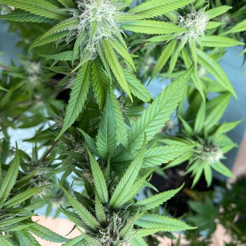 Super Lemone Haze  growlog timeline photo