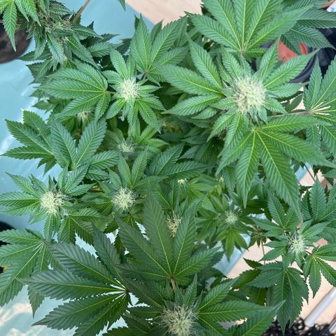 Northern Lights  growlog timeline photo
