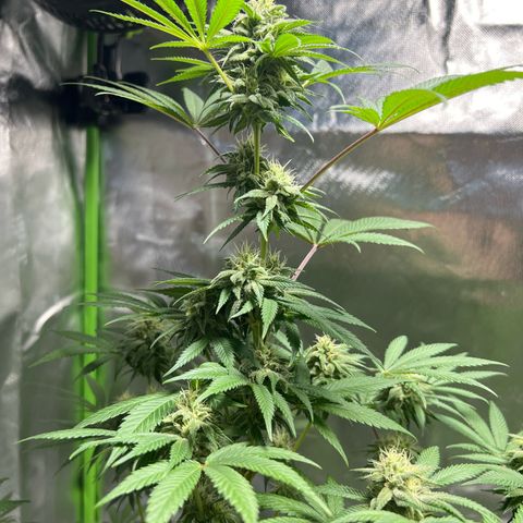 Passion Fruit  growlog timeline photo