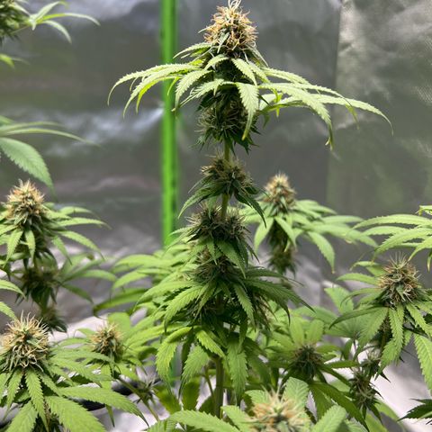Skunk growlog timeline photo