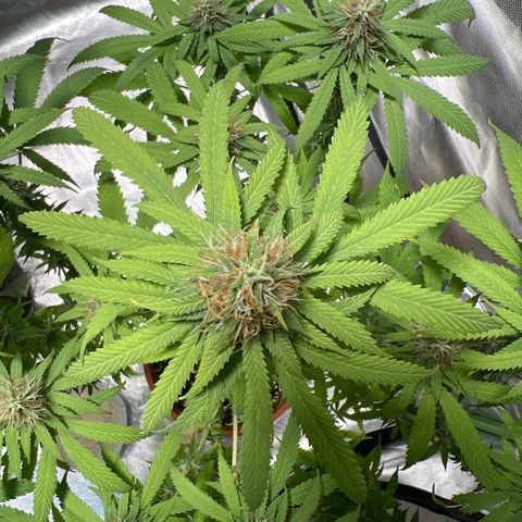Skunk growlog timeline photo