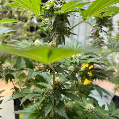 Northern Lights  growlog timeline photo