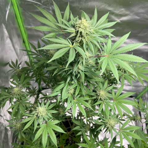 Passion Fruit  growlog timeline photo