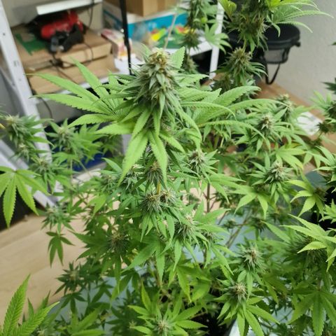 Orange Bud growlog timeline photo