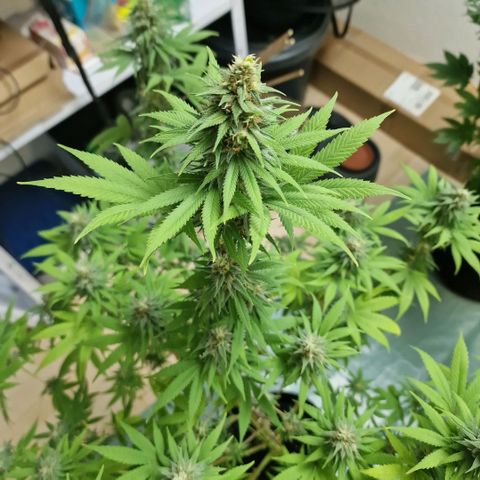 Orange Bud growlog timeline photo