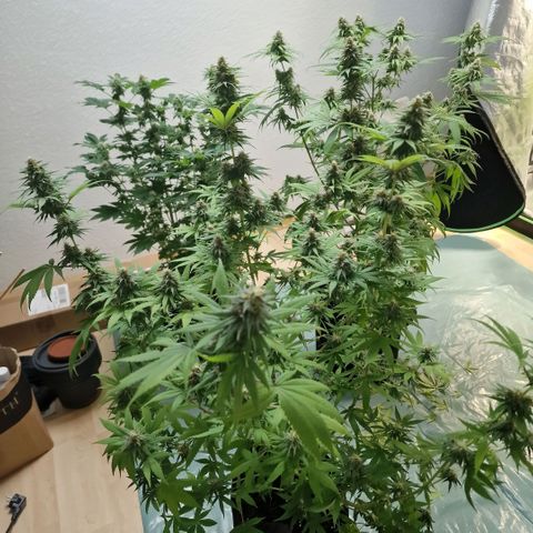 Orange Bud growlog timeline photo