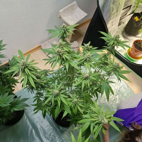 Super Lemone Haze  growlog timeline photo