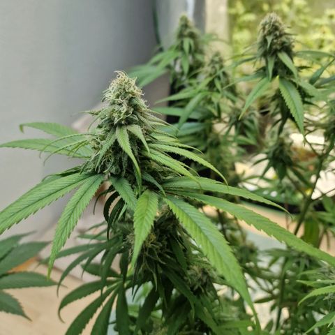 Super Lemone Haze  growlog timeline photo