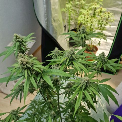Super Lemone Haze  growlog timeline photo