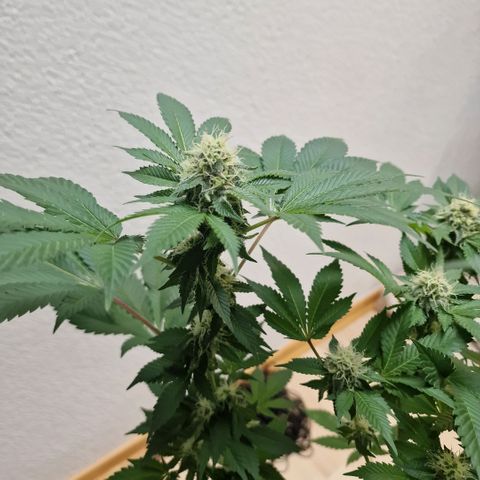 Northern Lights  growlog timeline photo