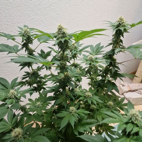 Northern Lights  growlog timeline photo