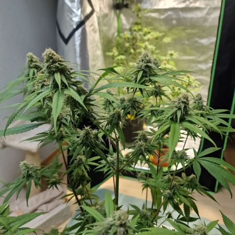 Super Lemone Haze  growlog timeline photo