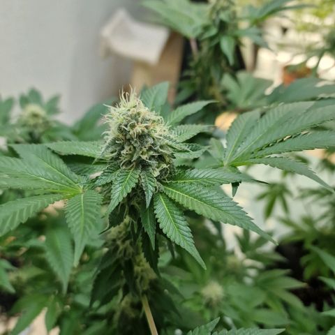 Northern Lights  growlog timeline photo