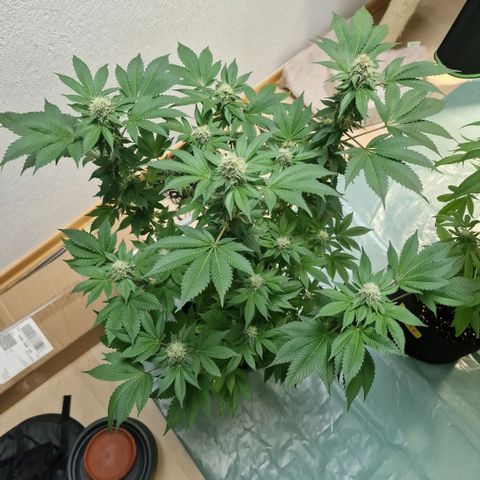 Northern Lights  growlog timeline photo