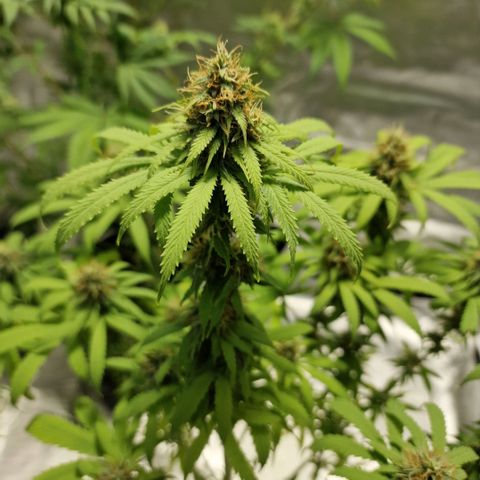 Skunk growlog timeline photo