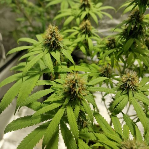 Skunk growlog timeline photo