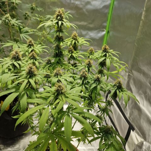 Skunk growlog timeline photo