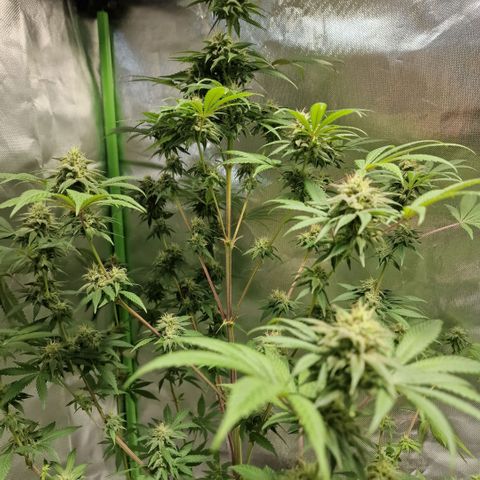 Passion Fruit  growlog timeline photo