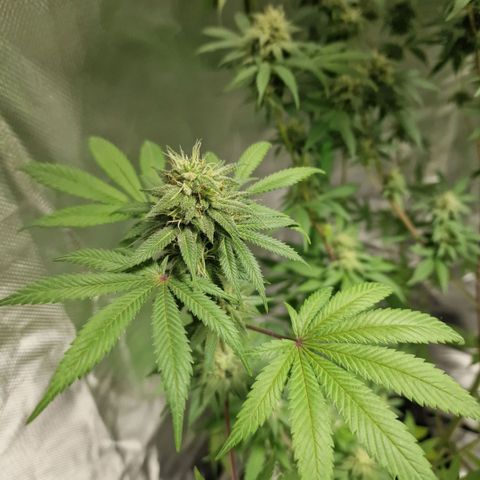 Passion Fruit  growlog timeline photo