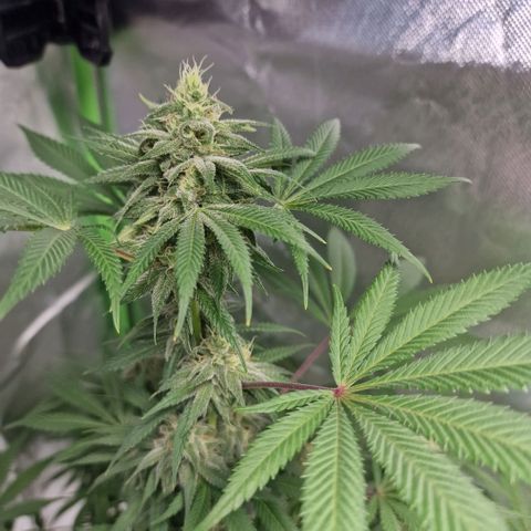 Passion Fruit  growlog timeline photo