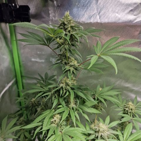 Passion Fruit  growlog timeline photo