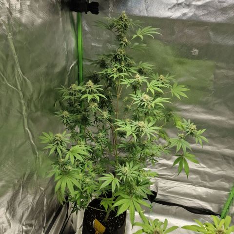 Passion Fruit  growlog timeline photo
