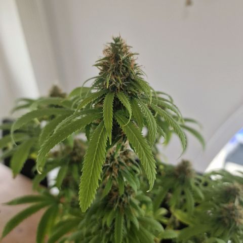 Skunk growlog timeline photo
