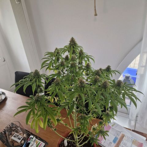 Skunk growlog timeline photo
