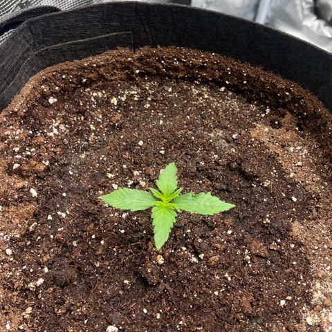 Bruce Banner Auto growlog timeline photo