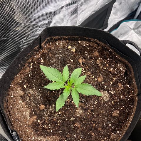 Bruce Banner Auto growlog timeline photo