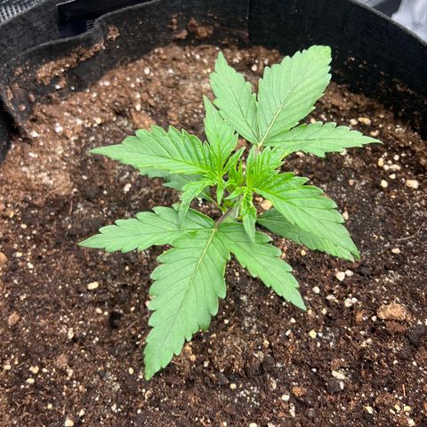 Bruce Banner Auto growlog timeline photo