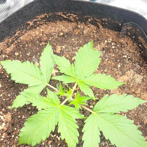 Bruce Banner Auto growlog timeline photo