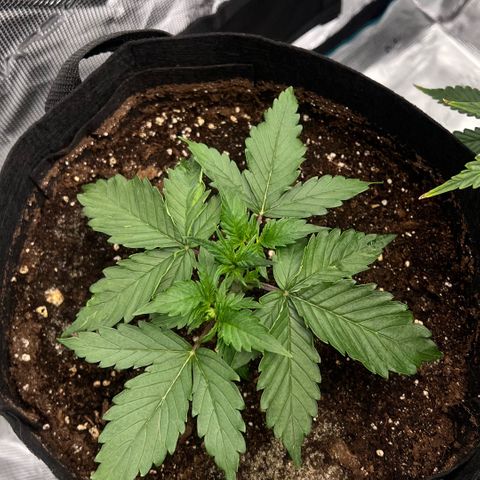 Bruce Banner Auto growlog timeline photo