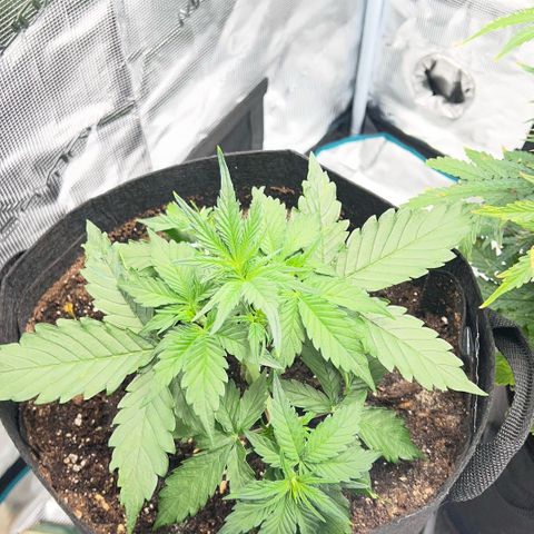 Bruce Banner Auto growlog timeline photo