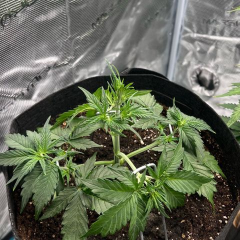 Bruce Banner Auto growlog timeline photo