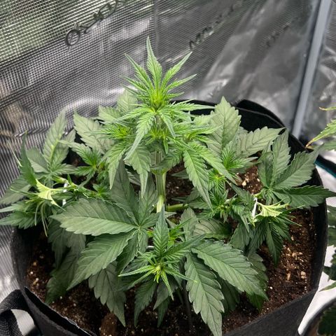 Bruce Banner Auto growlog timeline photo