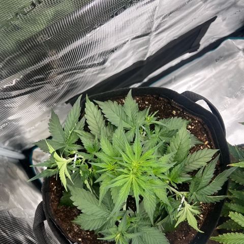 Bruce Banner Auto growlog timeline photo