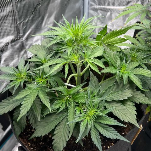 Bruce Banner Auto growlog timeline photo