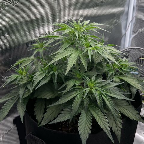 Bruce Banner Auto growlog timeline photo