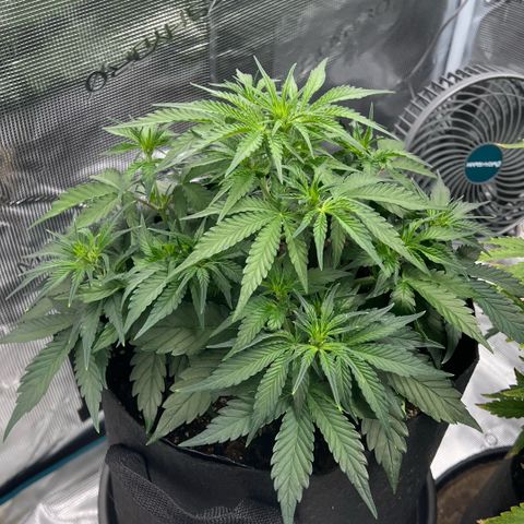 Bruce Banner Auto growlog timeline photo