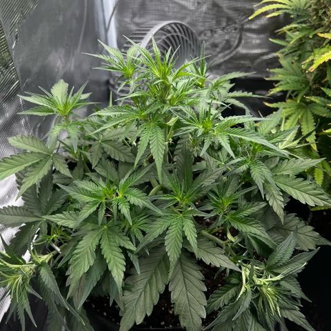 Bruce Banner Auto growlog timeline photo