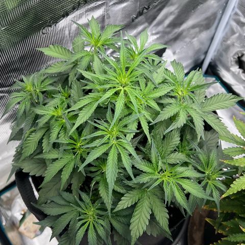 Bruce Banner Auto growlog timeline photo